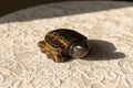 Tigers eye carved sea turtle